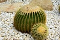 Golden barrel cactus or Echinocactus grusonii Hildm, this is the desert tree which were many thorns , its body look like the green Royalty Free Stock Photo