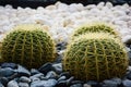 Golden barrel cactus or Echinocactus grusonii Hildm, this is the desert tree which were many thorns , its body look like the green Royalty Free Stock Photo