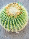 Golden ball cactus Echinocactus grusonii background, green Royalty Free Stock Photo