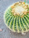 Golden ball cactus Echinocactus grusonii background, green Royalty Free Stock Photo