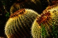 Golden barrel cactus ( Echinocactus grusonii ) i