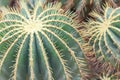 Golden Barrel Cactus, Echinocactus Grusonii Plant, closeup