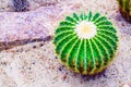 Golden barrel cactus (Echinocactus grusonii) Royalty Free Stock Photo