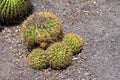 Golden Barrel Cactus - Echinopsis Bruchii or Soehrensia Bruchii Royalty Free Stock Photo