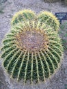 Golden barrel cactus at Ethel M Chocolate factory Royalty Free Stock Photo