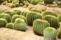 The Golden Barrel Cactus field Royalty Free Stock Photo