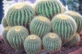 Golden barrel cactus flower or mother-in-law`s cushion Echinocactus grusonii in pot natural closeup background Royalty Free Stock Photo