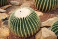 Golden barrel cactus and it flowers, a desert plant native to Mexico Royalty Free Stock Photo
