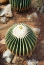 Golden barrel cactus and it flowers, a desert plant native to Mexico Royalty Free Stock Photo