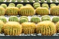 Golden barrel cactus in the garden, Spherical cactus yellow thorns with white small stone, The cactus is a Resistant to hot and