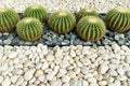 Golden barrel cactus in the garden, Spherical cactus yellow thorns with white small stone, The cactus is a Resistant to hot and