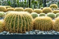 Golden barrel cactus in the garden, Spherical cactus yellow thorns with white small stone, The cactus is a Resistant to hot and