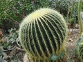 Golden Barrel Cactus Royalty Free Stock Photo