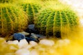 Golden Barrel Cactus growing in a cactus garden