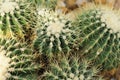 Golden barrel cactus growth Royalty Free Stock Photo