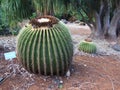 Golden Barrel Cactus at Koko Crater Botanical Garden, Oahu, Hawaii Royalty Free Stock Photo