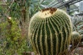 Golden Barrel cactus in Latin called Echinocactus grusonii growing in plastic pots. Royalty Free Stock Photo