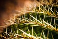 Golden Barrel Cactus Macro Royalty Free Stock Photo