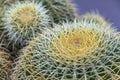 Golden Barrel Cactus Royalty Free Stock Photo