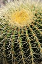 Golden barrel cactus