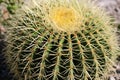 Golden barrel cactus