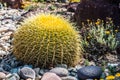 Golden Barrel Cactus Plant with Rocks and Flowers Royalty Free Stock Photo