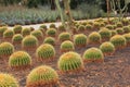 Golden Barrel cactus plant rows in desert landscaping