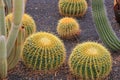 Golden Barrel cactus plants in desert landscaping