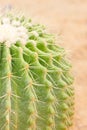 Golden Barrel Cactus. Royalty Free Stock Photo