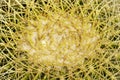 Golden Barrel Cactus Royalty Free Stock Photo