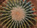 Golden barrel cactus(Echinocactus grusonii), top view Royalty Free Stock Photo
