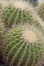 Golden barrel cactusses, Echinocactus grusonii, closeup