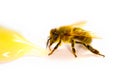 Golden beautiful bee with honey drop isolated on a white background, closeup. One bee eating honey, view macro. Royalty Free Stock Photo