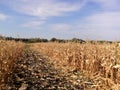 A beautiful Golden corn field in Ukraine Royalty Free Stock Photo