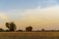 Golden beautiful Sunrise clear at dry grass fields and bamboo tree in the countryside at morning Royalty Free Stock Photo