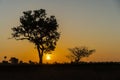 Golden beautiful Sunrise clear at dry grass fields and silhouette tree in the countryside at morning Royalty Free Stock Photo