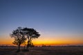 Golden beautiful Sunrise clear at dry grass fields and silhouette tree in the countryside at morning Royalty Free Stock Photo