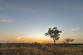 Golden beautiful Sunrise clear dry grass fields and  tree in the countryside at morning on quiet day Royalty Free Stock Photo