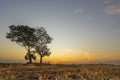 Golden beautiful Sunrise clear dry grass fields and  tree in the countryside at morning on quiet day Royalty Free Stock Photo