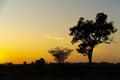 Golden beautiful Sunrise clear and silhouette tree & bush or brake in the countryside at morning on quiet day Royalty Free Stock Photo