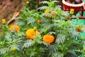 Golden Beauty: A Stunning Snapshot of the Marigold Blooming in My Garden
