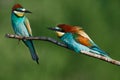 Golden bee-eater sitting on a branch