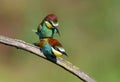 Golden bee-eaters copulate