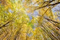 Golden beech crowns in the blue sky