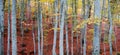 Golden beech forest Royalty Free Stock Photo