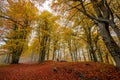 Golden beech forest