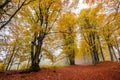 Golden beech forest