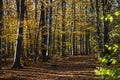 Golden beech forest