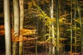 Golden beech tree forest with colorful autumn leaves on tree branches against a dark natural background Royalty Free Stock Photo