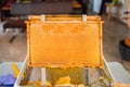 Golden Beehive Frame Placed on a Decapping Tray Royalty Free Stock Photo